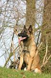 MALINOIS 1125